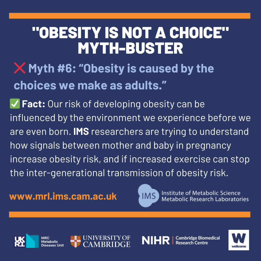 obesity myth six image