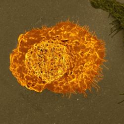 image of a cell